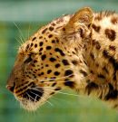 Leopard profile